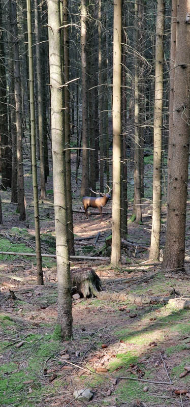 Bowhunters Oberlangenstadt 274-bogenschiessen