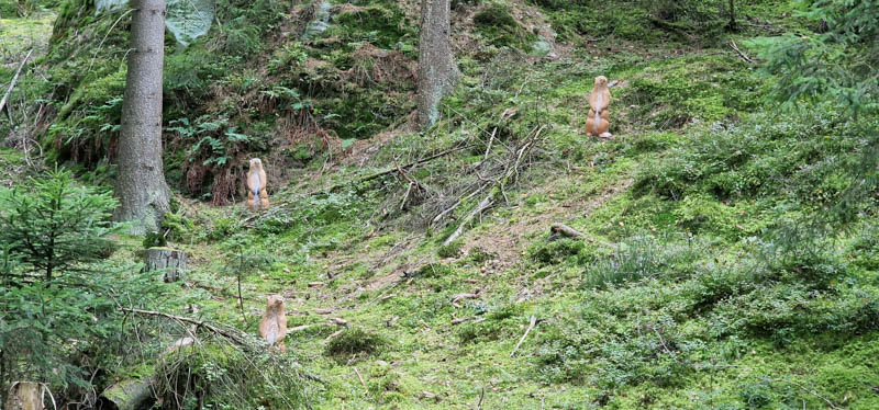Bowhunters Oberlangenstadt 277-bogenschiessen
