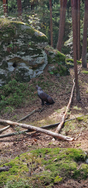 Bowhunters Oberlangenstadt 280-bogenschiessen