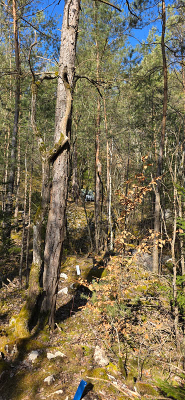 Treuchtlingen 800er 023-bogenschiessen