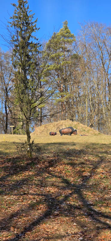 Treuchtlingen 800er 058-bogenschiessen
