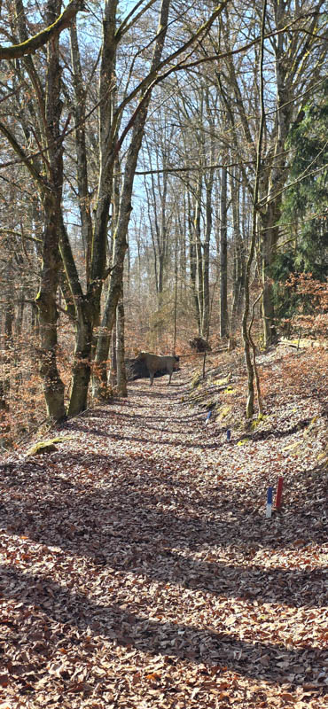 Treuchtlingen 800er 062-bogenschiessen