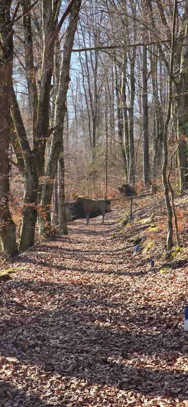 Treuchtlingen 800er 063-bogenschiessen