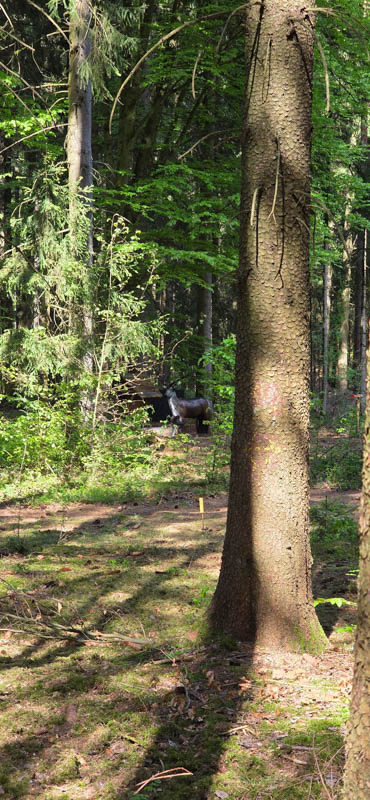 Wolfersfeld 800er 039-bogenschiessen